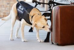 引退を迎えた米空港の探知犬。最終日の「サプライズ」に見せた反応が心温まる