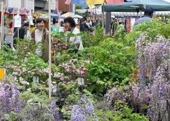 ツツジやマツ、出店もずらり　日本三大植木市・薬師祭始まる