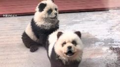 中国“パンダ犬” 正体は毛染めした「チャウチャウ」　1匹10万5000円で販売業者に問い合わせ殺到 「動物虐待」との声も