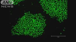 大手化粧品メーカー　iPS細胞使った美容商品開発へ