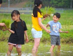 水田に歓声　児童らが田植えを体験　「ぬるぬるー」／兵庫・丹波篠山市