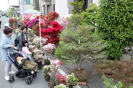 【早出し】花木ずらっと、目移りしそう　山形・薬師祭植木市