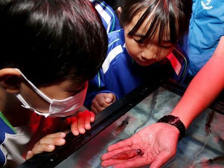 ホタルイカって不思議　富山の魚津水族館が出前講座、清流小で発光実験