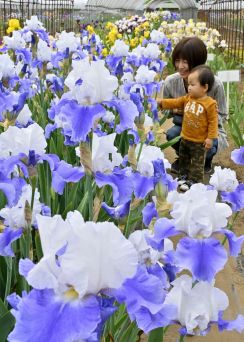 栃木・石橋あやめ園でジャーマンアイリス見頃　風に揺れる「空の色みたい」な花びら　３万株咲きそろう