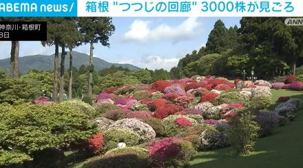 箱根 “つつじの回廊” 3000株が見ごろ迎える