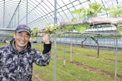 松本・山辺地区のブドウ農家 アルバイト不足が深刻