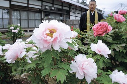 大輪のボタン華やか 松本市今井の宝輪寺