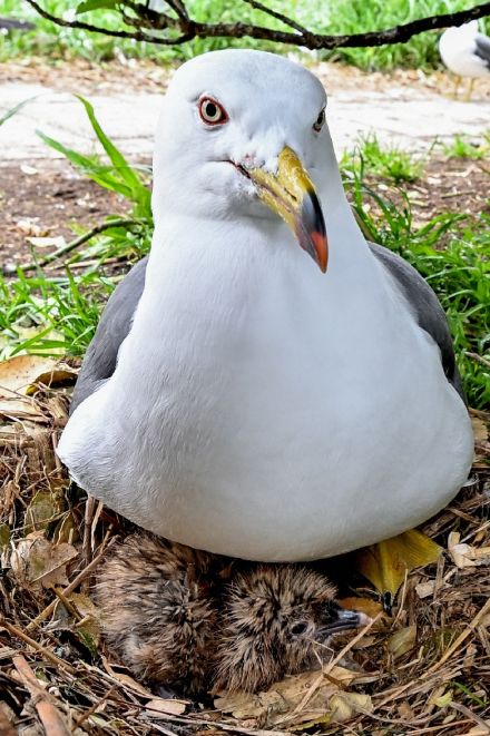 ウミネコのひながふ化　親に守られ愛らしく／八戸・蕪島