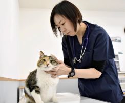 人と共生できる世界を...飼い主のいないネコを去勢　本宮市・専門病院を開業