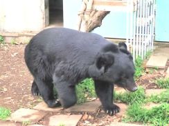 穏やかすぎる保護クマ「とよ君」　 日本熊森協会インタビュー「熊害と対策」