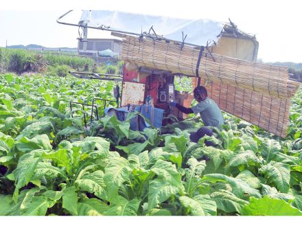 葉タバコ収穫シーズン　10アール当たり225キロ見込む　沖永良部島知名町