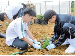 コーヒーのハウス栽培に着手　高校生が育てた苗を植え付け　徳之島伊仙町