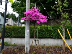 町田の「ど根性ツツジ」満開　さらに伸びて3メートル超え