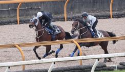 【日本ダービー】２週前追い　メイショウタバルは浜中騎手を背にＣＷコースで併せ馬