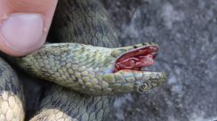口から血を流し死んだふりをするヘビ、短時間で危機を回避　研究で判明