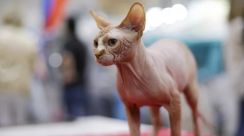 毛のない猫「スフィンクス」、平均寿命はわずか６．８年　新たな研究で判明