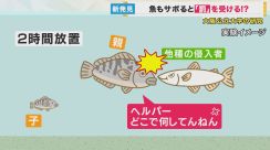 魚もサボると『罰を受ける』　ユニークな研究の結果が明らかに　怒られると「行動の変化」も　大阪公立大学