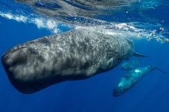 「クジラ語」解読に光、「音声のイロハ」がついに見つかる、ヒトのように話せる可能性