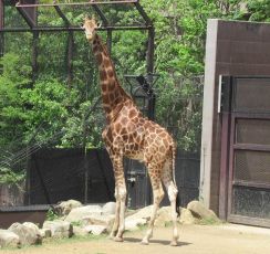 横浜のズーラシア　体高５メートルのキリン死ぬ　膝の関節損傷で衰弱進み