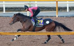 リバティアイランドの炎症部位　種子骨靱帯ってどこだ？【獣医師記者コラム・競馬は科学だ】