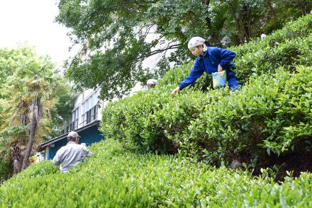 「一芯三葉」心掛け  小中学生が茶摘みを体験  長野県天龍村