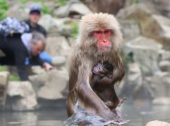 親子で温泉つかるニホンザル　ほほ笑ましい子育ての様子も　地獄谷野猿公苑で出産シーズン