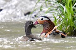 オシドリ夫婦、仲むつまじく　福井の水辺、5月10日から愛鳥週間