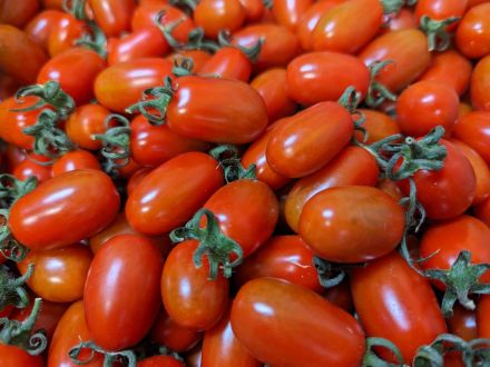 ミニトマトのヘタ、そのままお弁当に入れないで。「食中毒の原因になる」とトマト農家