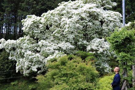 【珍木】ヒトツバタゴが満開　真っ白な花がたわわに　別名「なんじゃもんじゃの木」／岡山・津山市