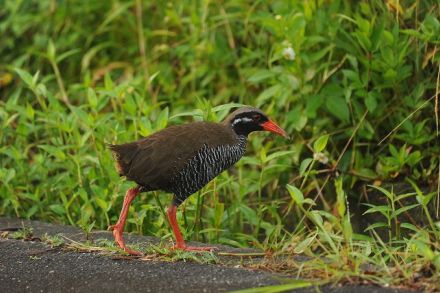 「キョキョキョー」　ヤンバルクイナ、せっせと餌探し　沖縄　きょうから愛鳥週間