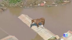 ブラジル南部　洪水で屋根に取り残された馬を救出　死者は107人に