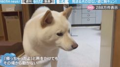 切なくなる…！大好きな息子さんを見送った後の柴犬の寂しそうな表情に「会えた時の嬉しさと別れの寂しさをわかっている…」「次に会える日が待ち遠しい」の声