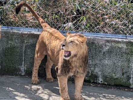 ライオン「レグルス」の公開始まる　東山動植物園