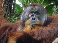 〈解説〉オランウータンが「薬草」で自分の顔の傷を治療、野生動物で初めて観察