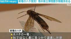 新種のハチを発見も？ 採取数が少ないためSNSで情報求める 栃木県立博物館