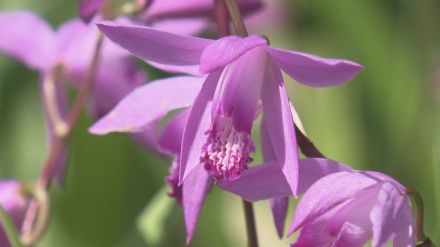 全長7キロ 紫のシランの花が住宅街の道路を彩る 越前市武生南地区で花のまちづくり