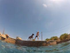 垂直状態で玩具をキャッチ！　ボクサー犬の見事な“潜水テクニック”に「なんというヒーローだ！」