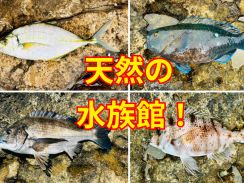 ＜まるで水族館＞下田市須崎の磯でメジナを狙っていたら、いろんな魚が釣れた！