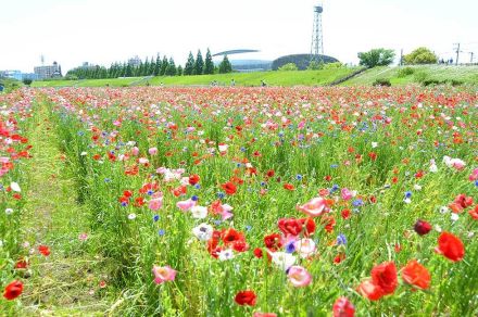 色鮮やかなポピーやヤグルマギ、風にそよぐ　相模川河川敷で５月下旬まで見頃