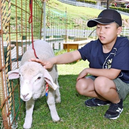 ふわふわの羊の赤ちゃん誕生　４匹お披露目、名前も決定　１９日に毛刈り見学会も