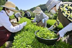 栃木・那珂川の茶畑で初摘み　新緑まぶしい山あいの段々畑　約20人が手際よく作業