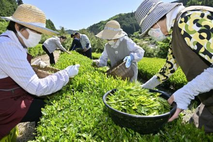 栃木・那珂川の茶畑で初摘み　新緑まぶしい山あいの段々畑　約20人が手際よく作業