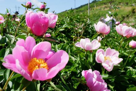 母の日にシャクヤクはいかが　あでやかな大輪の花が来園者を魅了