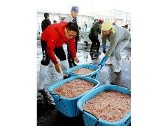 シロエビ漁２０日ぶり再開　射水・新湊沖、水揚げ依然低調