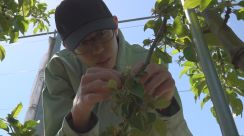 農業高校生が【援農】実習　「全部やるのは大変」リンゴ生産の現状学ぶ