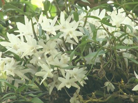 乱獲等で全国的に減少…初夏の花『セッコク』が見頃 木の幹や岩肌等に根を張って育つ 三重・紀宝町