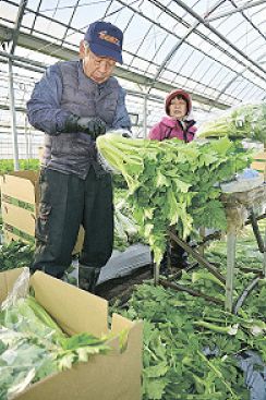 出来は上々　八ケ岳山麓でセロリ収穫始まる