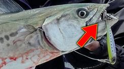 「この魚、口元エグい…」強靭な歯でラインをスパスパ切ってしまうサワラ、爆釣の秘訣が…？