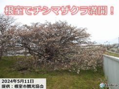 北海道・根室でチシマザクラ満開　チシマザクラってどんな桜?