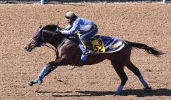 土曜京都競馬場の注目激走馬…都大路ステークス（Ｌ）